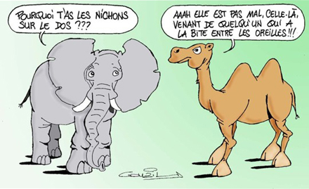 Elephant-Chameau-p